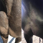 Horse with a dry coat having horse hair shampoo applied to nourish its dry skin and get rid of spots