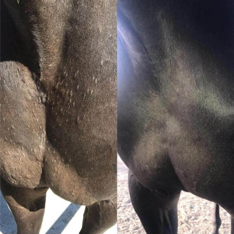 Horse with a dry coat having horse hair shampoo applied to nourish its dry skin and get rid of spots