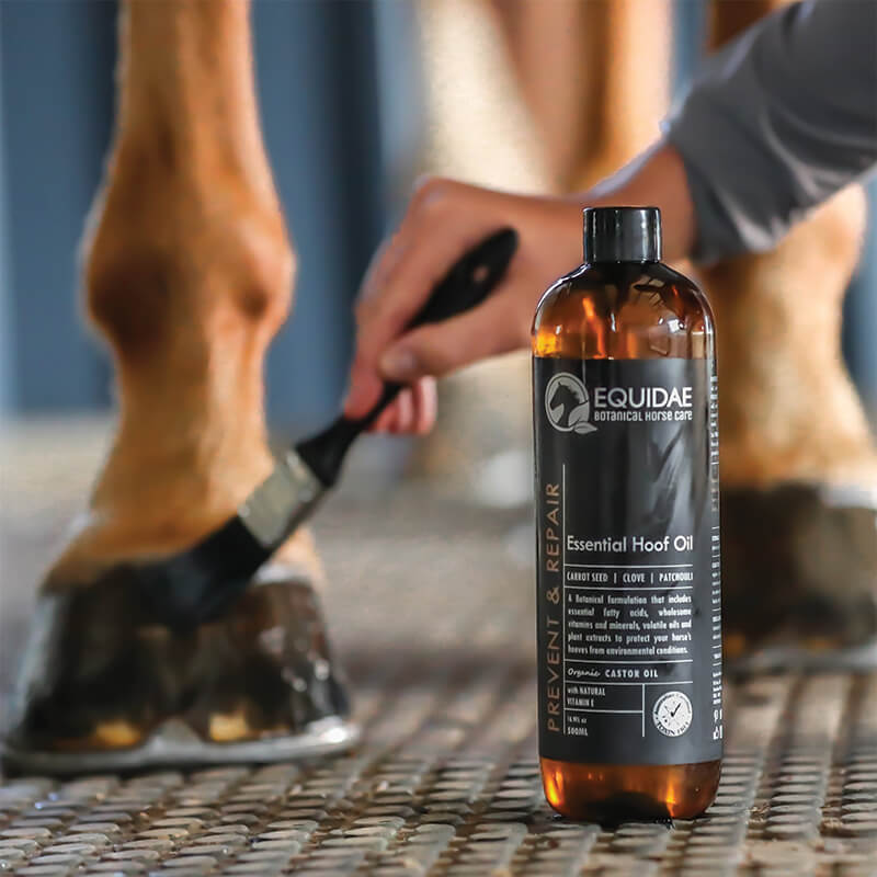 Young rider applying horse hoof oil to cracked hooves of horse inside stable in Australia