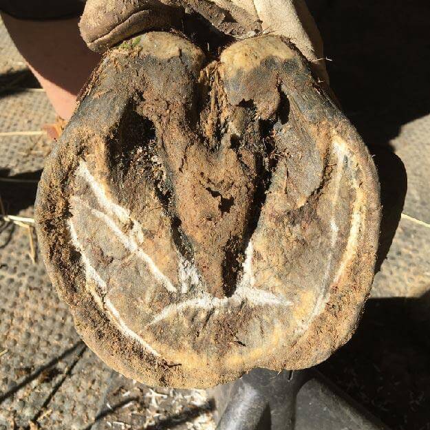 Horse rider applying horse hoof thrush treatment to hooves of horse using Equidae hoof spray