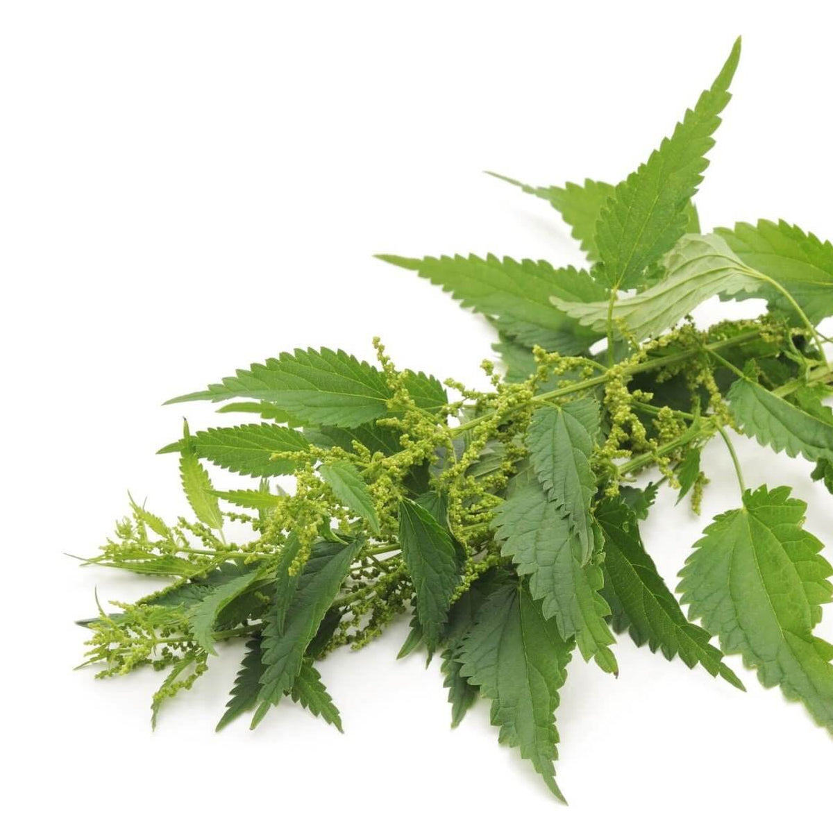 Itchy horse eating Dermablend QLD itch supplement