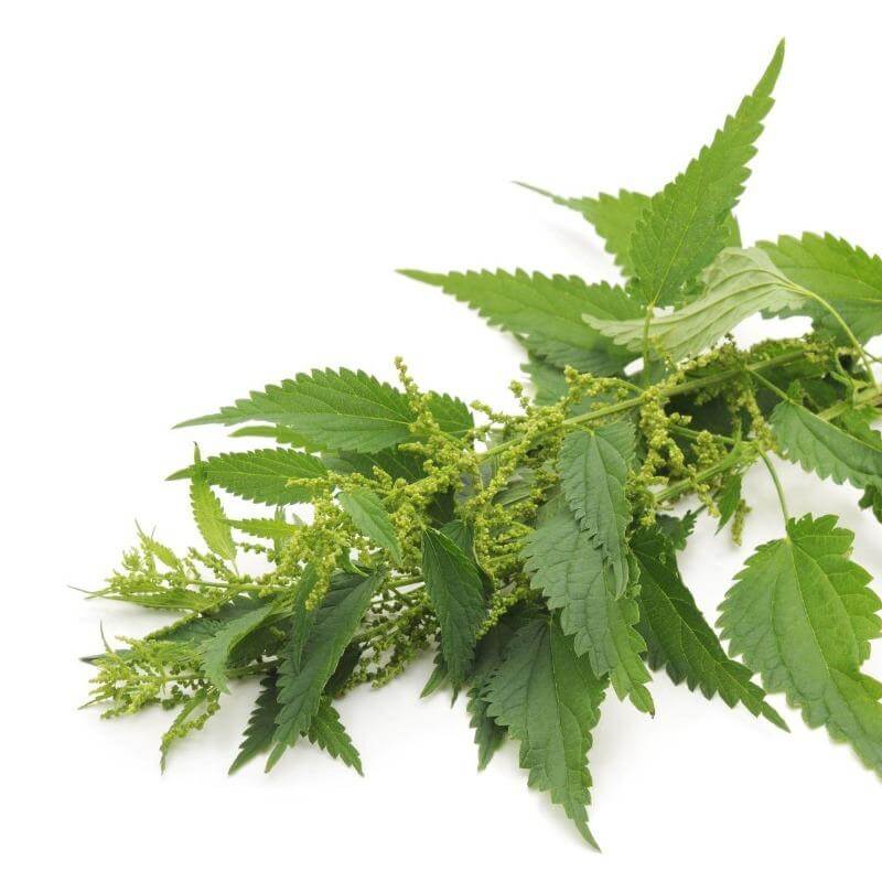 Stable owner feeding protein supplement for horses to paddock full of showjumping horses