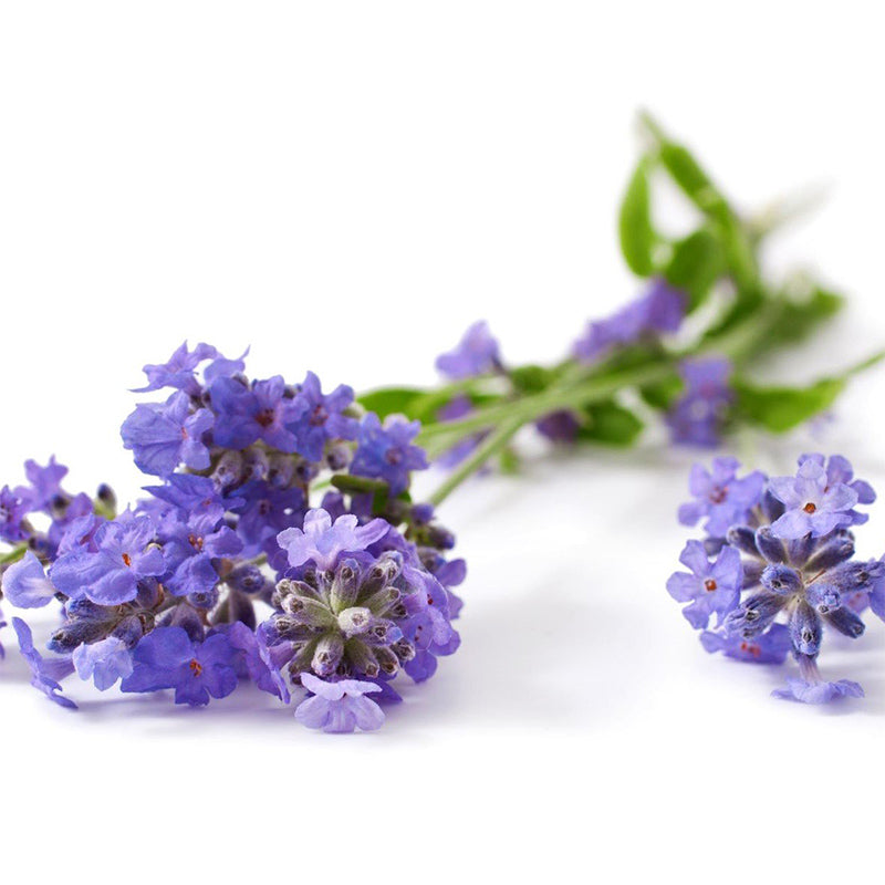Horse with healthy coat, mane and tail having shampoo and conditioner applied to its coat