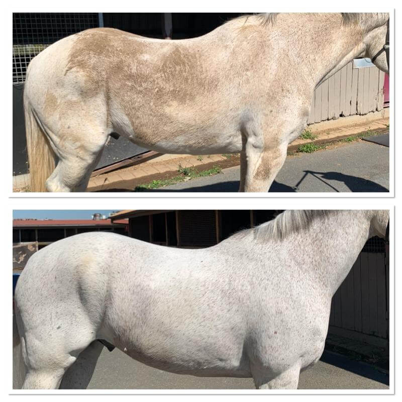 Horse with a white shiny coat after being washed with purple shampoo for horses