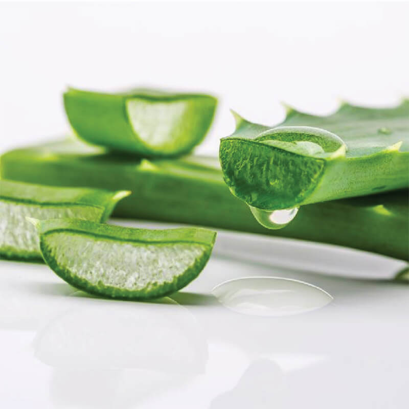 Equidae Botanical Horse Care use pure essential oils and Aloe Vera in their horse shampoo formulations.