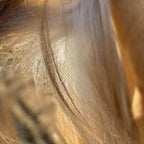 Before and after photograph of horse with tangled knots in tail which have been removed with Equidae horse mane and tail detangler