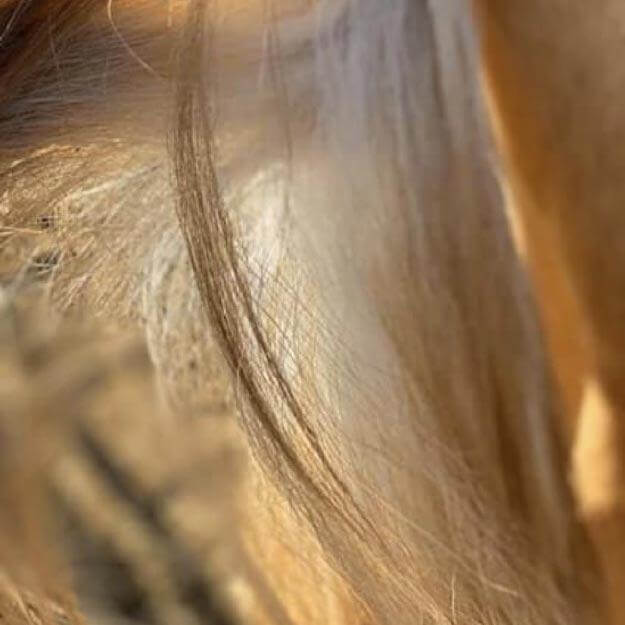 Before and after photograph of horse with tangled knots in tail which have been removed with Equidae horse mane and tail detangler