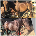 Old horse eating healthy mineral mix for horses to improve health and well-being