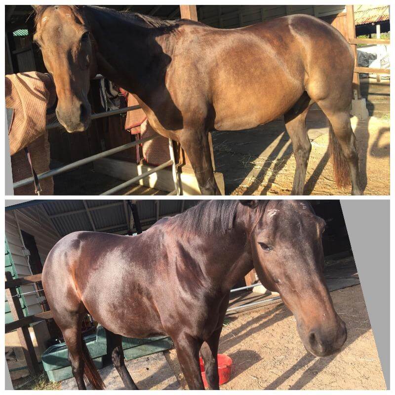 Old horse eating healthy mineral mix for horses to improve health and well-being