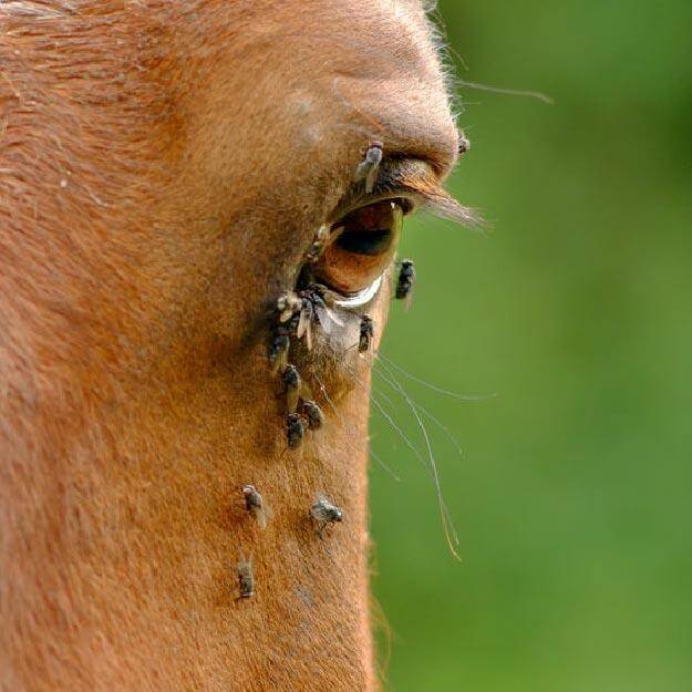 Horse flies flying into horses eye.