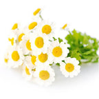 Small table with natural ingredients mixed in Zenpaste horse calming supplement