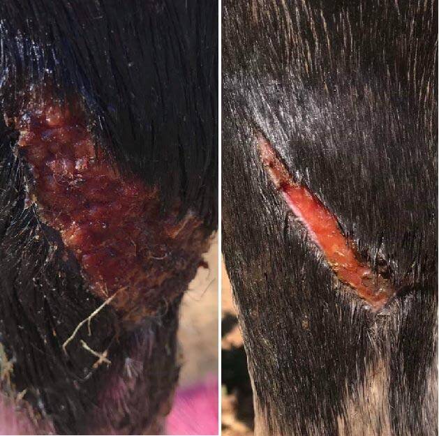 Deep cuts in horses leg before and after having the best wound cream for horses rubbed into cuts.