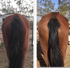 Young showjumping horse eating horse protein supplement before event in Australia