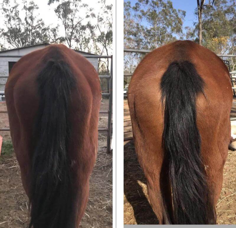 Young showjumping horse eating horse protein supplement before event in Australia
