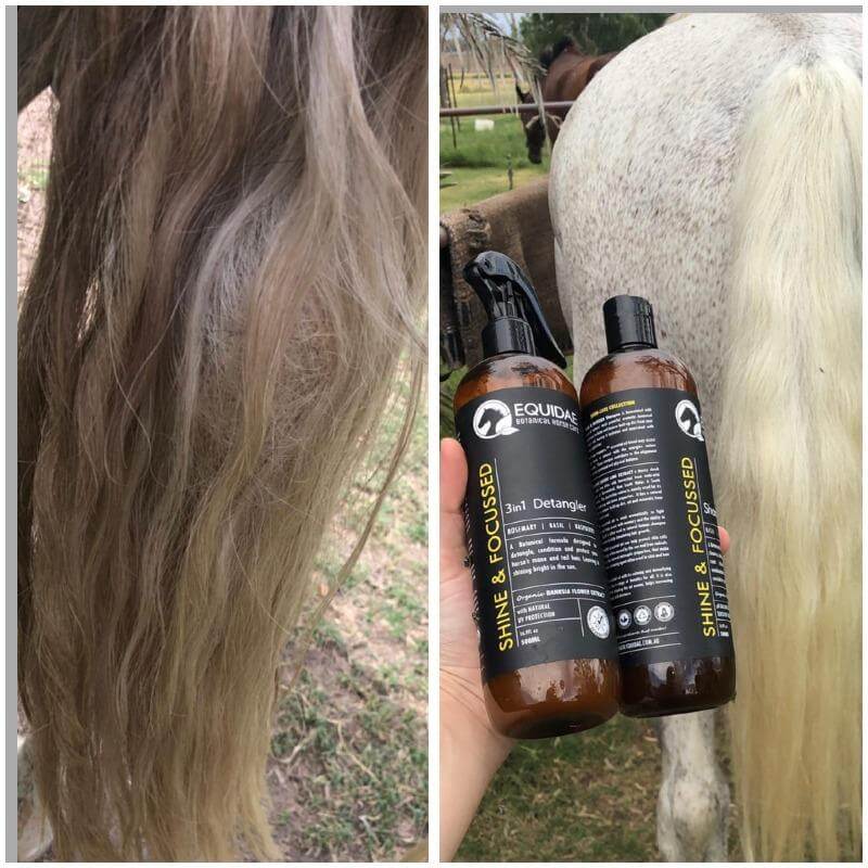 Horse with unhealthy mane and tail having organic horse shampoo rubbed into skin and tail to smooth hair and add shine
