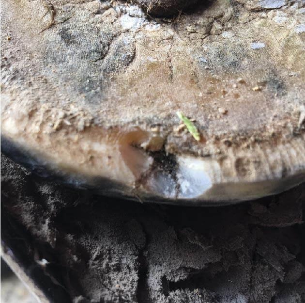 Rider spraying Seedy Toe treatment onto hooves of horse suffering from seedy toe in Australia