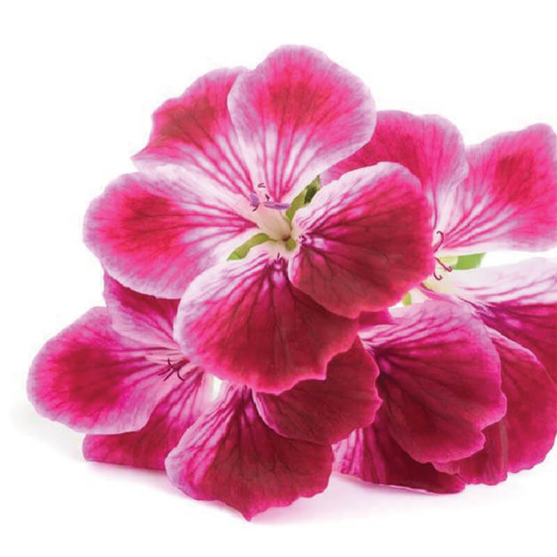 Natural ingredients inside Equidae horse shampoo to maximise shine of healthy horse coat for all dressage, horse show and show jumping competition