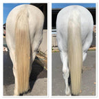 White horse shampoo being rubbed into mane and tail of beautiful horse with a white coat