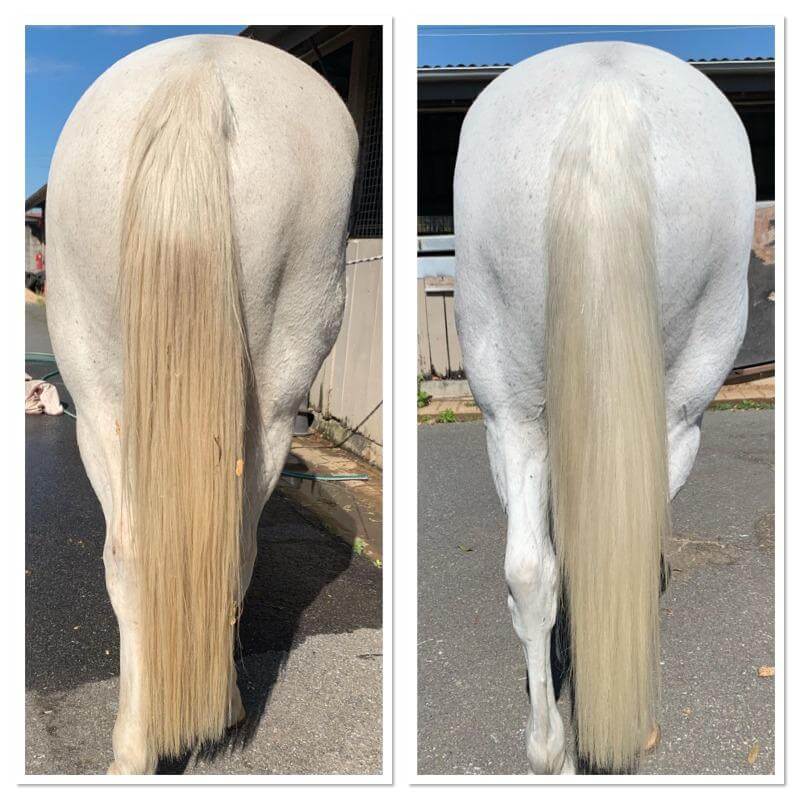 White horse shampoo being rubbed into mane and tail of beautiful horse with a white coat
